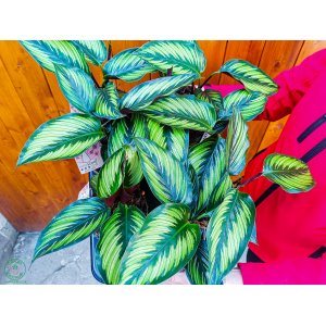  Kalatea (Calathea orbifolia) ´BEAUTY STAR´ - výška 20-25 cm, kont. C1L